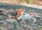 How to deal with mild stress reactions in dogs?