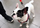 Sharing of pet sterilization experience