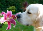 Why do dogs like to poop so much?