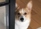 Sharing Kimi's medication feeding experience