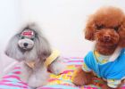 [Experience Sharing] How should we prevent and respond to dog stress reactions