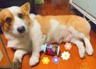 Make good use of it as a nutritional supplement for pets to protect digestive and immune system health