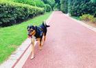 [Sister Hua Experience] How to help dogs get through difficult estrus periods