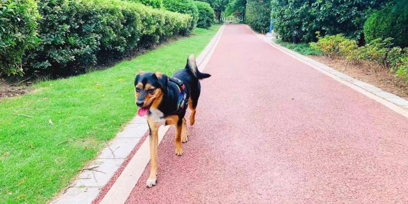 [Sister Hua Experience] How to help dogs get through difficult estrus periods