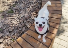  How to prevent dogs from heatstroke in summer?