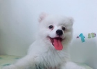 Sharing experience in feeding medicine to dogs