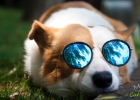 Is it too hot to travel with dogs in summer for fear of heatstroke? Share the secret recipe with you!