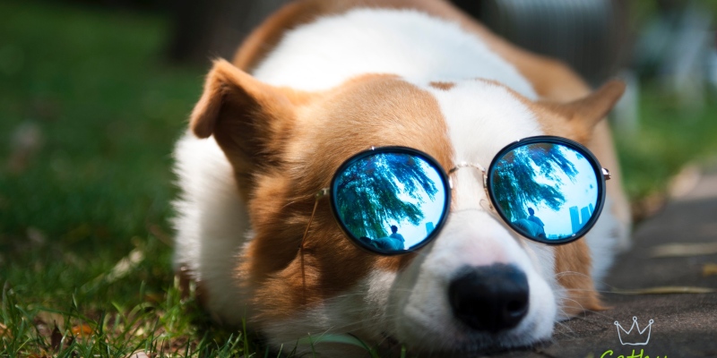 Is it too hot to travel with dogs in summer for fear of heatstroke? Share the secret recipe with you!