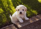 Don't feed this food when new dogs arrive home!