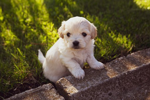 Don't feed this food when new dogs arrive home!