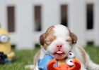 The new dog howled all night at home, but these were the reasons...