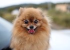 Pomeranian is afraid to go out, what should I do?