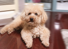 Should dogs with sensitive intestines eat snacks? How to choose dog food?
