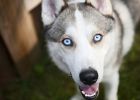 Why can't Huskies be police dogs?