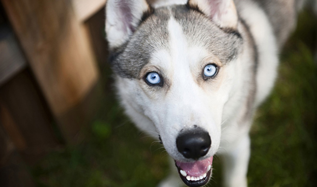 Why can't Huskies be police dogs?