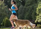 How to correct the fact that golden retriever likes to rush at dogs and walk people?