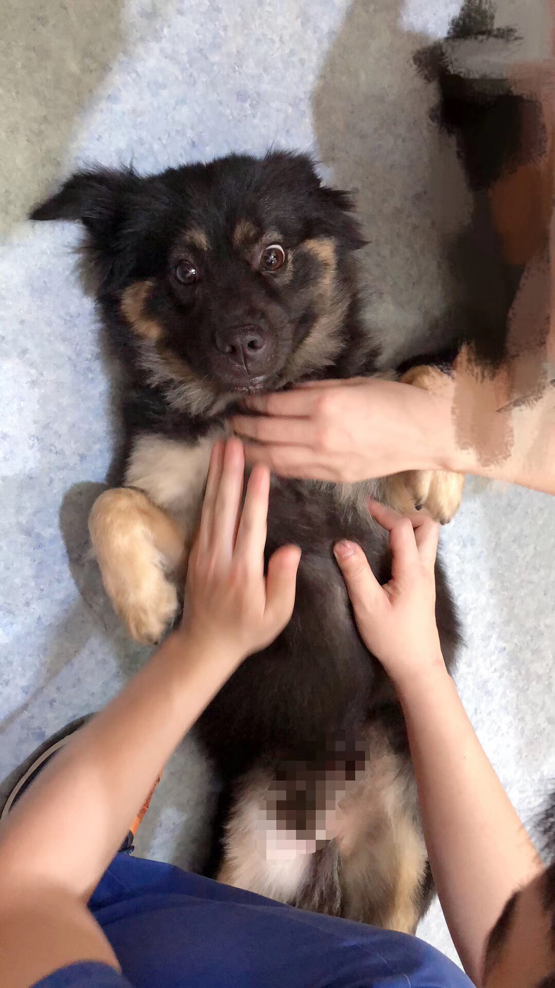 图片1