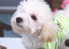Dog's Tears Battle