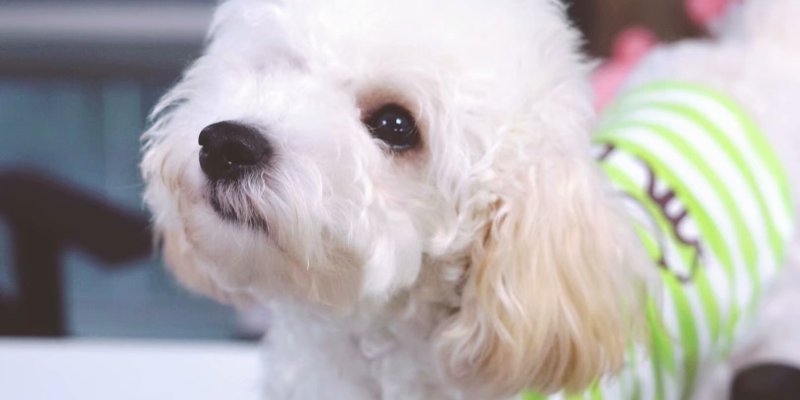 Dog's Tears Battle