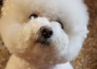 How to prevent and treat dog eye diseases?