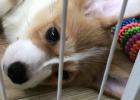 What should I do if a dog (adult dog) barks in a cage?