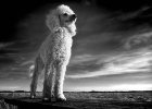 What kind of dog food should a poodle eat?