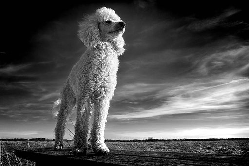 What kind of dog food should a poodle eat?