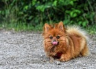 How does a Pomeranian beautify its fur?