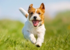 Why do dogs bite when they go out?