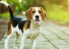 How to choose nutritional cream during a dog's special period?