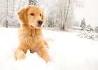 If you want your golden retriever to look good, it is important to choose the right dog food.