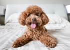 Teddy loves to pee in bed. What should I do? 