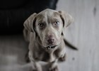 There are two joint health products that Labrador shovels must know about!
