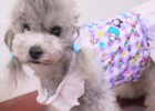 [Experience Sharing] How to solve the problem of dogs eating indiscriminately