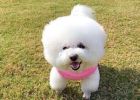 [Experience Sharing] How to correct the dog's crawling behavior