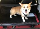 Is my dog a coward? That's a stress reaction.