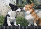 Corgi Biting Heels? Actually Cattle Herding Skill