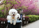 Getting a dog pregnant is no random matter