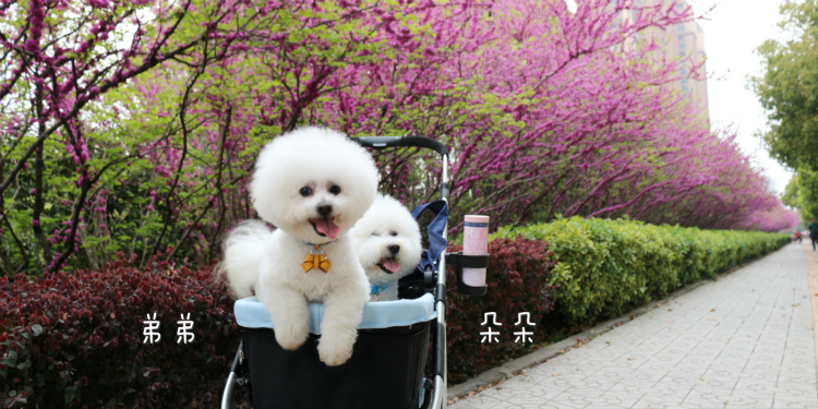Getting a dog pregnant is no random matter