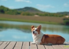 When driving with your dog, you must pay attention to these 4 points!