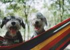 Schnauzer was faded by fur. This is the truth!