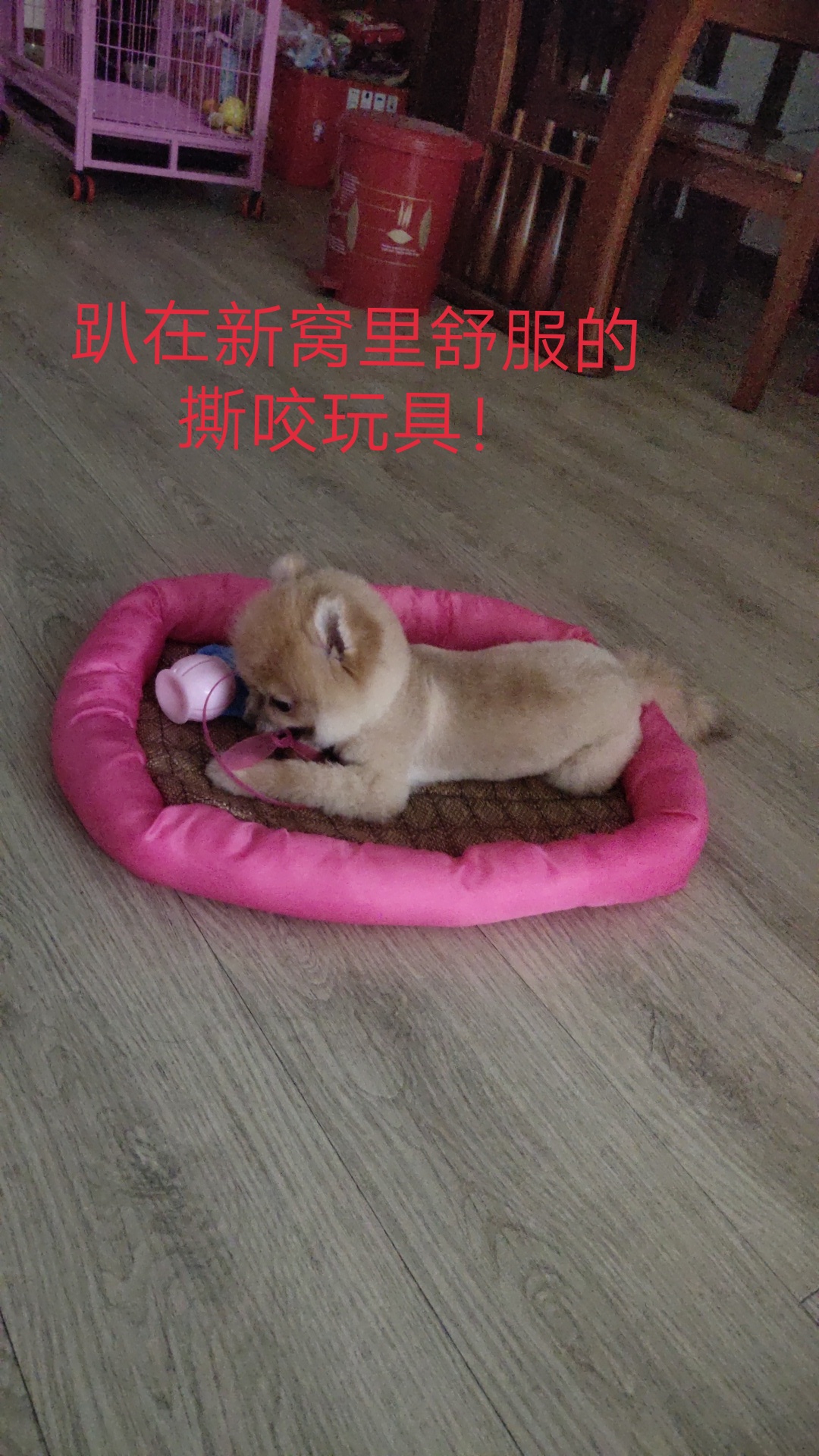 图片1