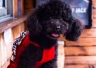 How to prevent dog infectious diseases? Just need to do these 4 points well