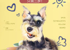 Saving Schnauzer's yellow beard takes only three steps!