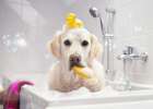 There is a lot of knowledge in body wash, but bathing for dogs is not easy!