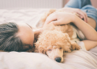 What Dog Cold Medicines Are There? Can Humans Use?