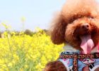 [Experience Sharing] How to deal with male dogs in heat?