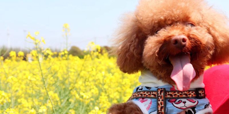 [Experience Sharing] How to deal with male dogs in heat?