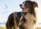 There are sequelae to sterilization of female dogs. What should I do if urine leaks?
