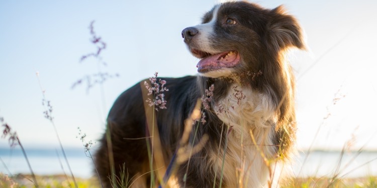 There are sequelae to sterilization of female dogs. What should I do if urine leaks?